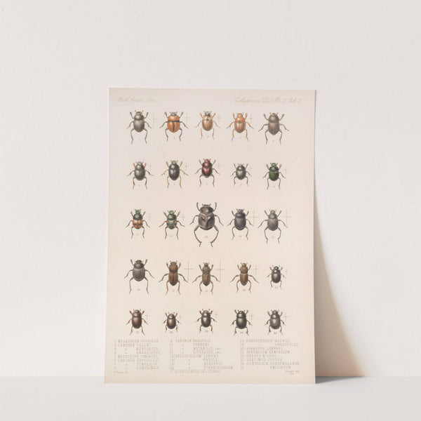 Insecta Coleoptera Pl 002 by Frederick DuCane Godman