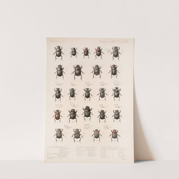 Insecta Coleoptera Pl 003 by Frederick DuCane Godman