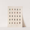 Insecta Coleoptera Pl 005 by Frederick DuCane Godman