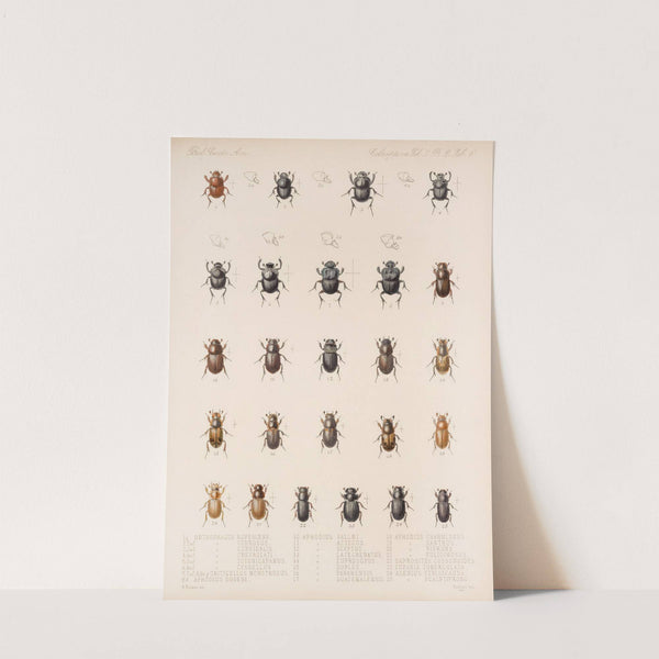 Insecta Coleoptera Pl 006 by Frederick DuCane Godman