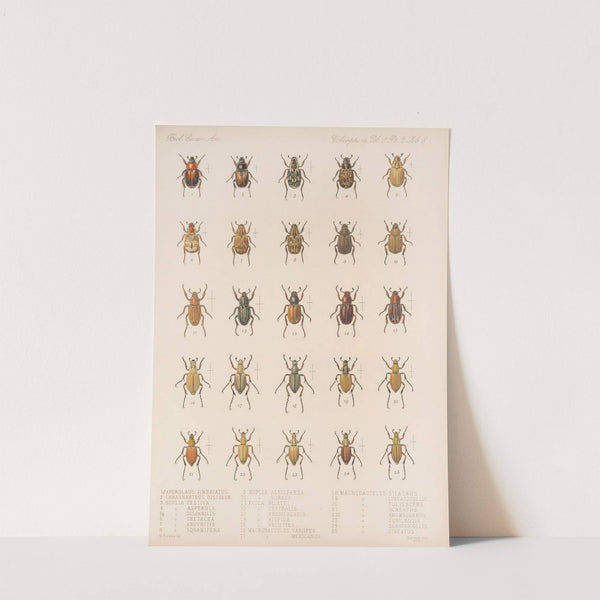 Insecta Coleoptera Pl 008 by Frederick DuCane Godman