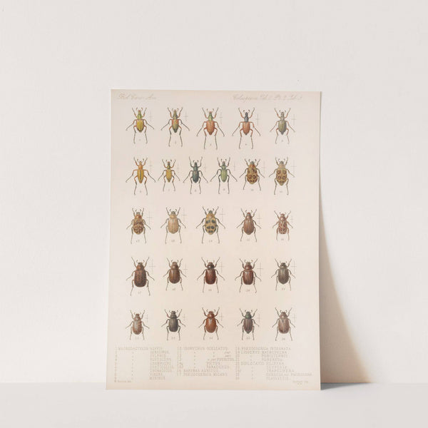 Insecta Coleoptera Pl 009 by Frederick DuCane Godman