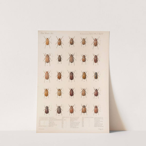 Insecta Coleoptera Pl 010 by Frederick DuCane Godman