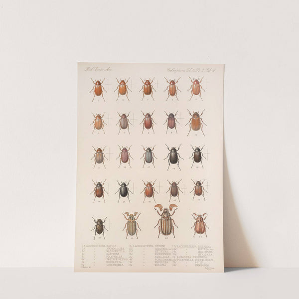 Insecta Coleoptera Pl 011 by Frederick DuCane Godman