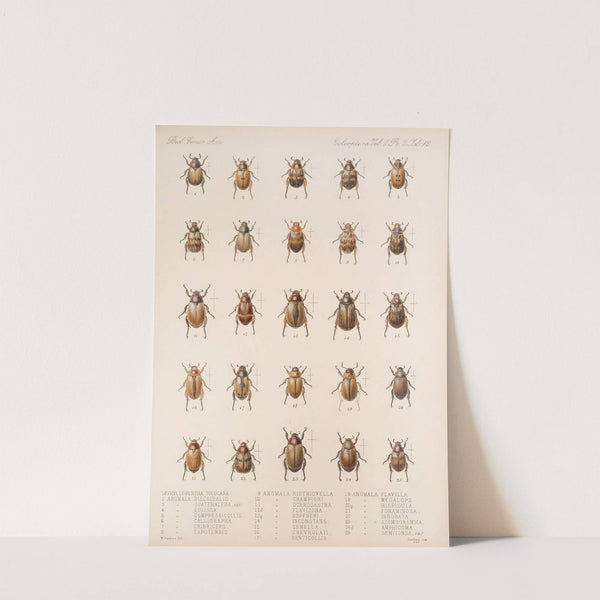 Insecta Coleoptera Pl 012 by Frederick DuCane Godman