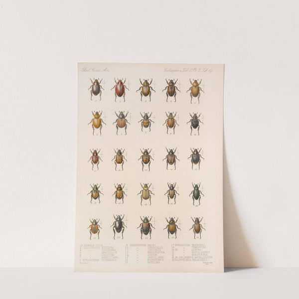 Insecta Coleoptera Pl 014 by Frederick DuCane Godman