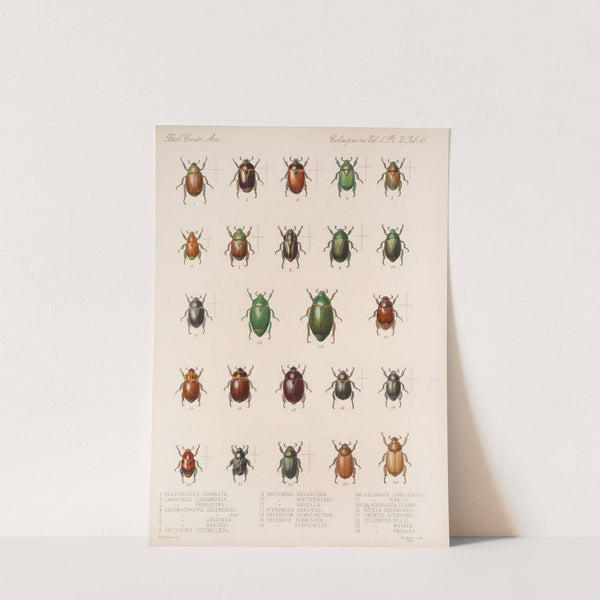 Insecta Coleoptera Pl 015 by Frederick DuCane Godman