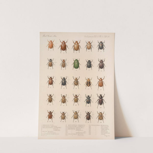 Insecta Coleoptera Pl 017 by Frederick DuCane Godman