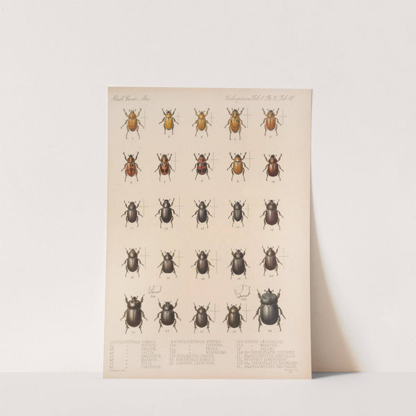 Insecta Coleoptera Pl 018 by Frederick DuCane Godman