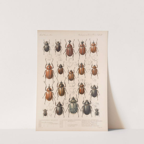 Insecta Coleoptera Pl 020 by Frederick DuCane Godman