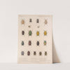 Insecta Coleoptera Pl 021 by Frederick DuCane Godman