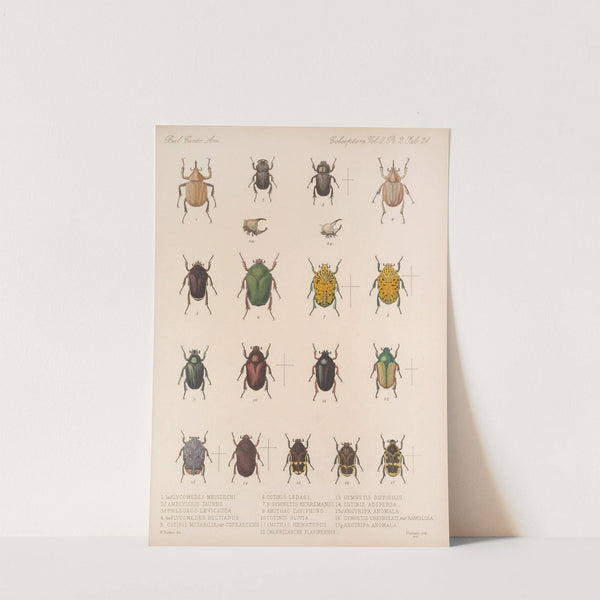 Insecta Coleoptera Pl 021 by Frederick DuCane Godman