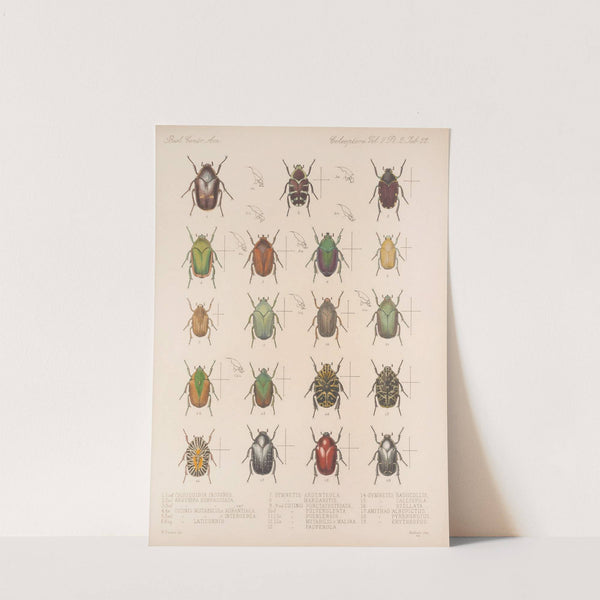 Insecta Coleoptera Pl 022 by Frederick DuCane Godman