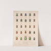 Insecta Coleoptera Pl 024 by Frederick DuCane Godman