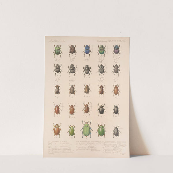 Insecta Coleoptera Pl 024 by Frederick DuCane Godman