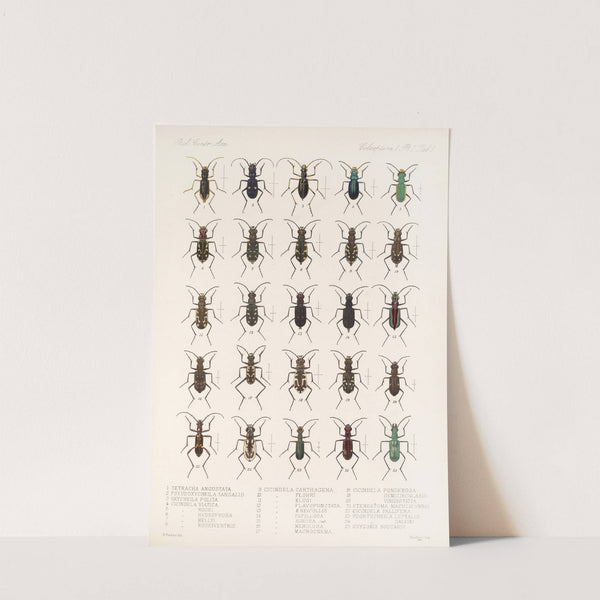 Insecta Coleoptera Pl 025 by Frederick DuCane Godman