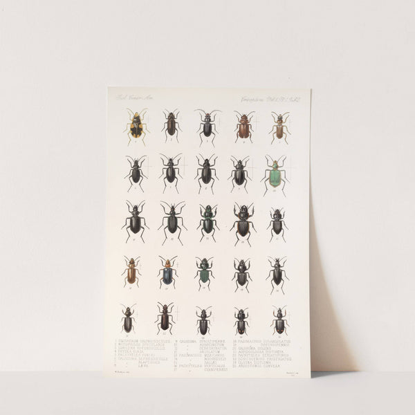 Insecta Coleoptera Pl 026 by Frederick DuCane Godman