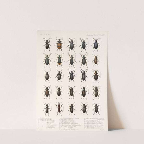 Insecta Coleoptera Pl 027 by Frederick DuCane Godman