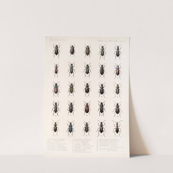 Insecta Coleoptera Pl 028 by Frederick DuCane Godman