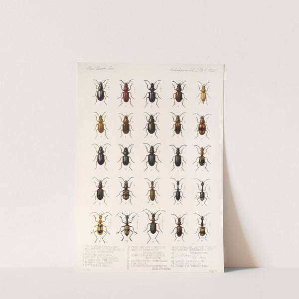 Insecta Coleoptera Pl 030 by Frederick DuCane Godman