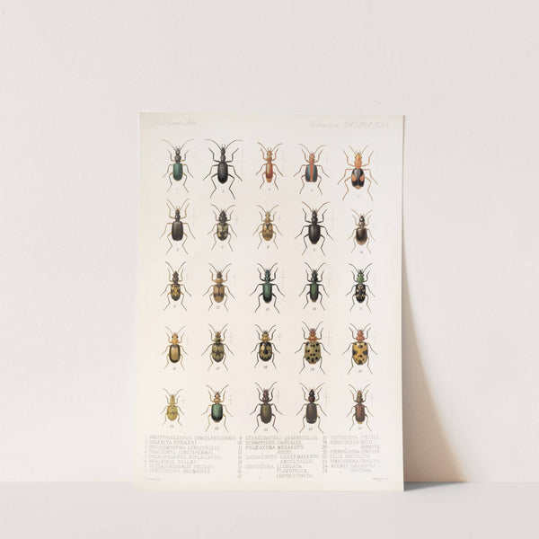 Insecta Coleoptera Pl 031 by Frederick DuCane Godman