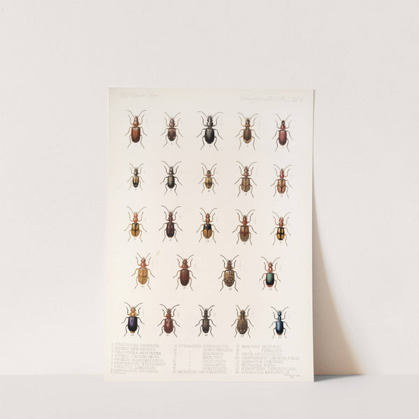 Insecta Coleoptera Pl 032 by Frederick DuCane Godman