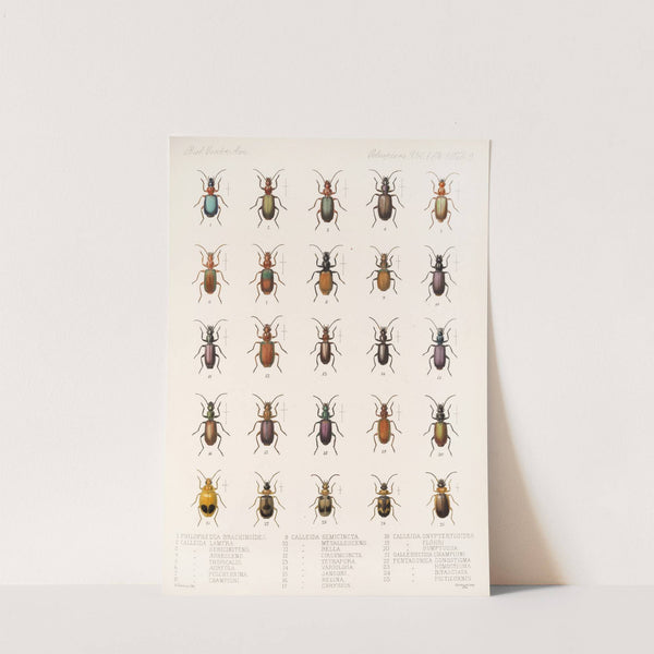 Insecta Coleoptera Pl 033 by Frederick DuCane Godman