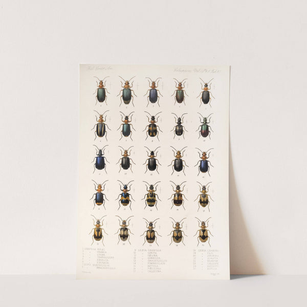 Insecta Coleoptera Pl 034 (1879-1915) by Frederick DuCane Godman
