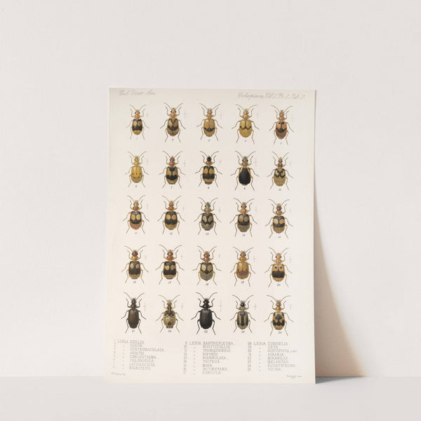 Insecta Coleoptera Pl 035 (1879-1915) by Frederick DuCane Godman