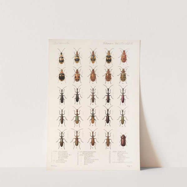 Insecta Coleoptera Pl 036 (1879-1915) by Frederick DuCane Godman