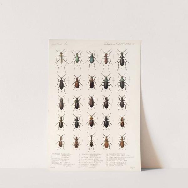 Insecta Coleoptera Pl 037 (1879-1915) by Frederick DuCane Godman