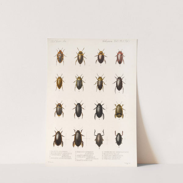 Insecta Coleoptera Pl 038 (1879-1915) by Frederick DuCane Godman