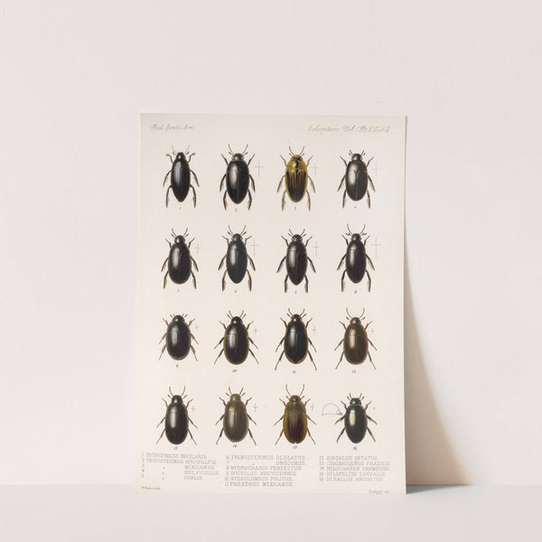 Insecta Coleoptera Pl 039 (1879-1915) by Frederick DuCane Godman