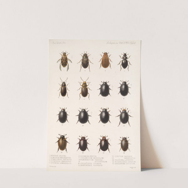 Insecta Coleoptera Pl 040 (1879-1915) by Frederick DuCane Godman