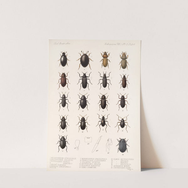 Insecta Coleoptera Pl 041 (1879-1915) by Frederick DuCane Godman