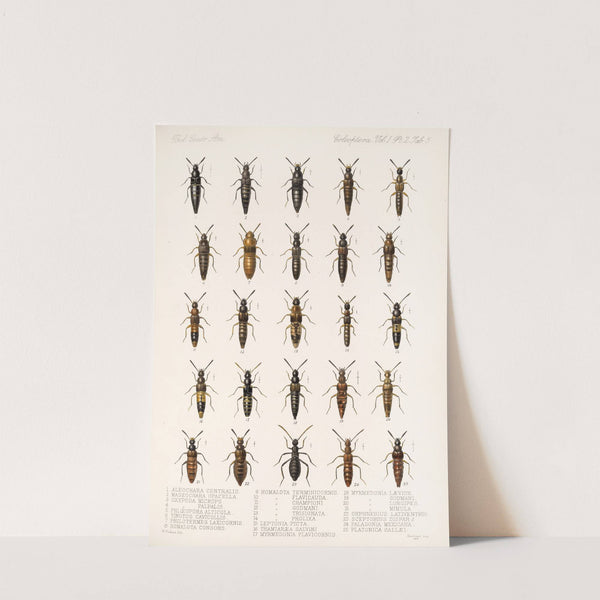 Insecta Coleoptera Pl 042 (1879-1915) by Frederick DuCane Godman