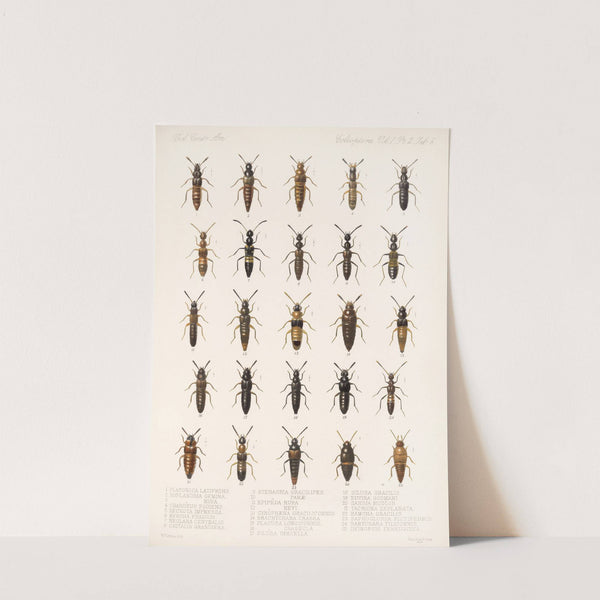 Insecta Coleoptera Pl 043 (1879-1915) by Frederick DuCane Godman