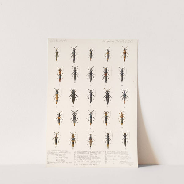 Insecta Coleoptera Pl 045 (1879-1915) by Frederick DuCane Godman