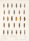 Insecta Coleoptera Pl 046 (1879-1915)
