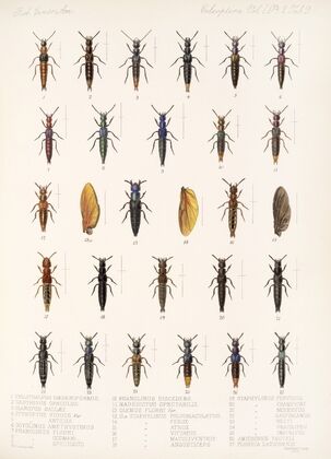 Insecta Coleoptera Pl 046 (1879-1915)