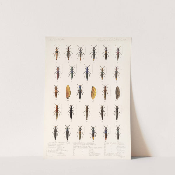 Insecta Coleoptera Pl 046 (1879-1915) by Frederick DuCane Godman