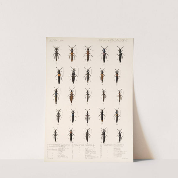 Insecta Coleoptera Pl 047 (1879-1915) by Frederick DuCane Godman