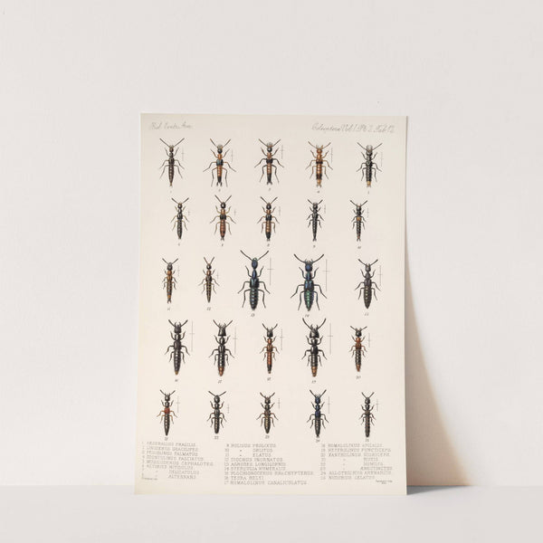 Insecta Coleoptera Pl 049 (1879-1915) by Frederick DuCane Godman
