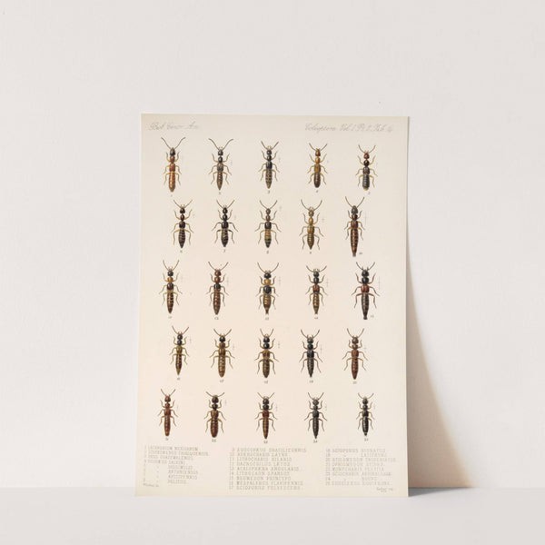 Insecta Coleoptera Pl 051 (1879-1915) by Frederick DuCane Godman