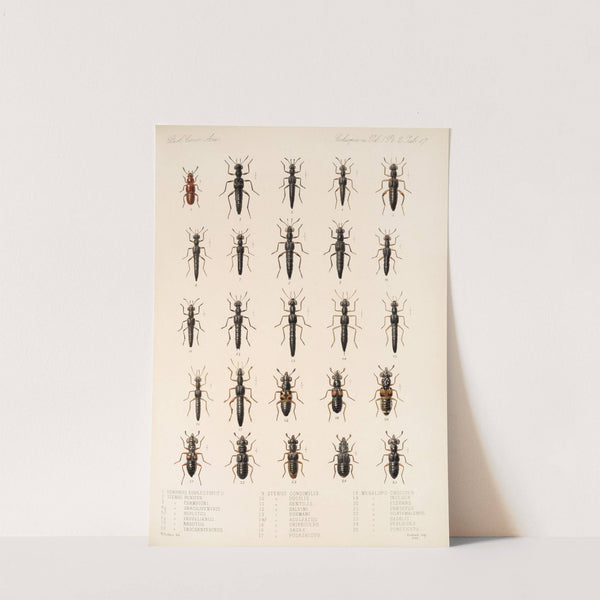 Insecta Coleoptera Pl 054 by Frederick DuCane Godman