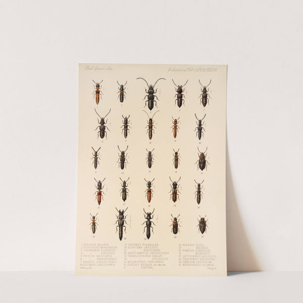 Insecta Coleoptera Pl 056 by Frederick DuCane Godman