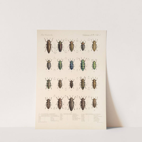 Insecta Coleoptera Pl 059 by Frederick DuCane Godman