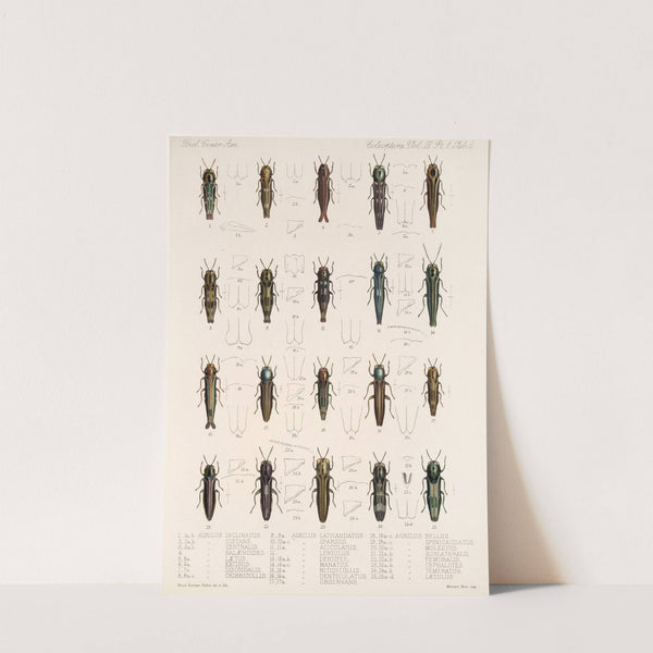 Insecta Coleoptera Pl 061 by Frederick DuCane Godman