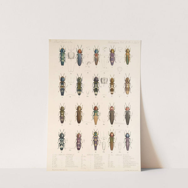 Insecta Coleoptera Pl 062 by Frederick DuCane Godman