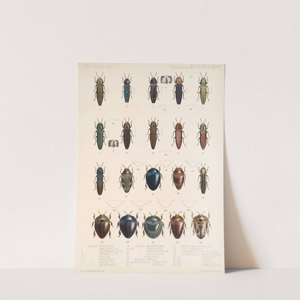 Insecta Coleoptera Pl 063 by Frederick DuCane Godman